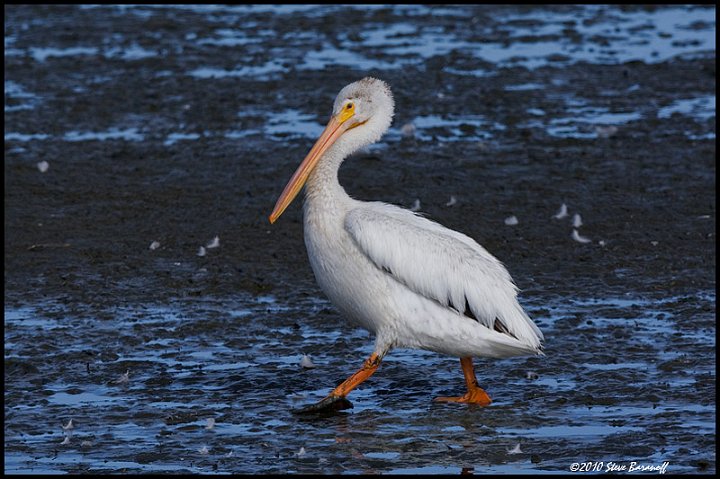 _0SB3386 american white pelican.jpg